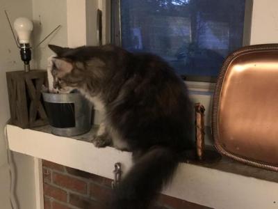 Nala - Domestic - Gallery Photo #1