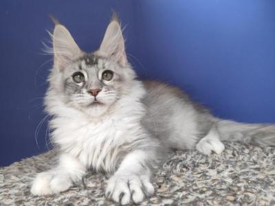Maine Coon EZ Dasha - Maine Coon - Gallery Photo #1