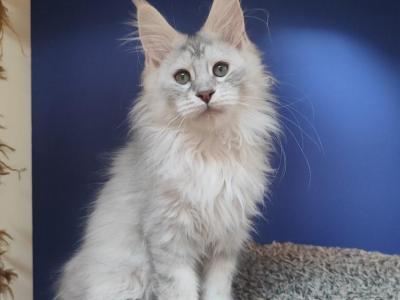 Maine Coon EZ Darina - Maine Coon - Gallery Photo #1