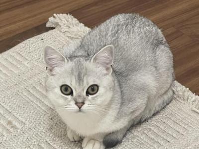 Silver Chinchilla - British Shorthair - Gallery Photo #1