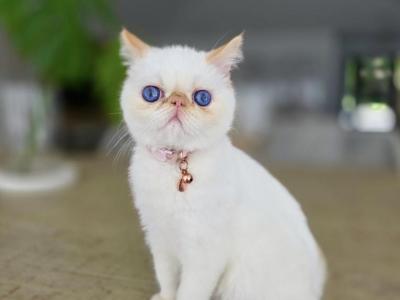 Blue Marine - Exotic - Gallery Photo #1