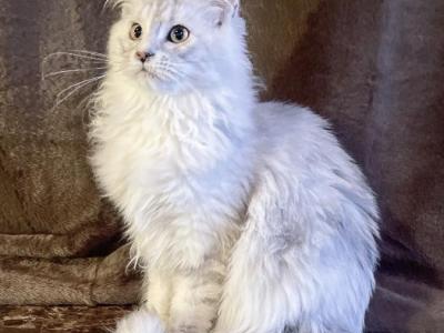 Princess Yue Blue Silver Shaded Maine Coon Kitten - Maine Coon - Gallery Photo #1