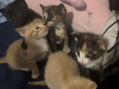 Kittens - Domestic - Gallery Photo #1