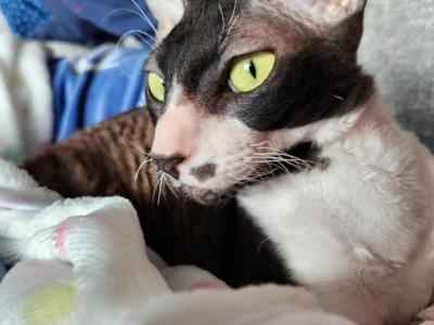 Cowgirl - Cornish Rex - Gallery Photo #1