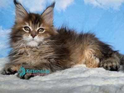 Mongolia - Maine Coon - Gallery Photo #1