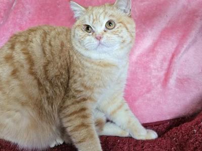 William - British Shorthair - Gallery Photo #1