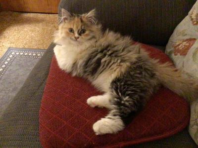 Callies Babies - Ragdoll - Gallery Photo #1