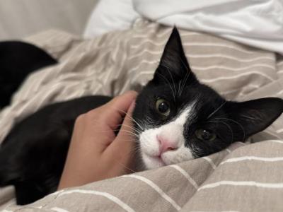 Jet And Pilot - Domestic - Gallery Photo #1