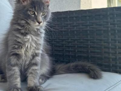 Misih - Maine Coon - Gallery Photo #1