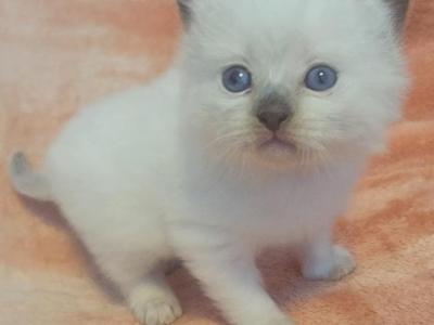 Mink & Traditional - Ragdoll - Gallery Photo #1