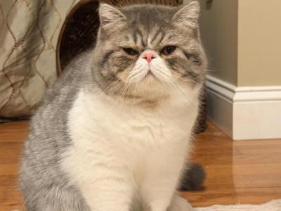 Ice - Exotic - Gallery Photo #1