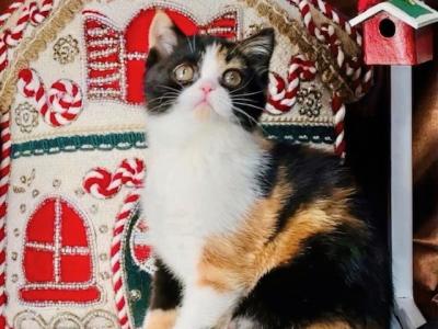 Bailey - Scottish Straight - Gallery Photo #1