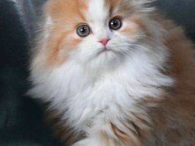 Dante Flame - Scottish Fold - Gallery Photo #1