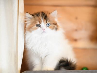 Eliza - Scottish Straight - Gallery Photo #1