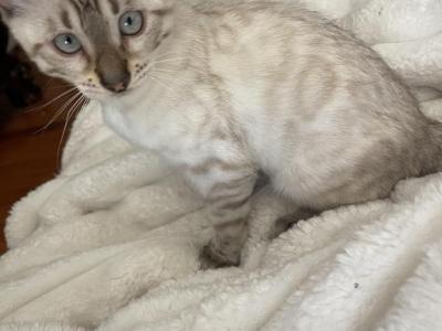 Bengal LionkingBengals - Bengal - Gallery Photo #1