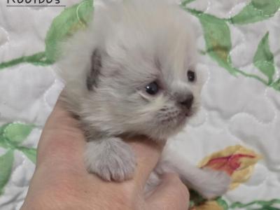 Himalayan Old Style Doll Face Kittens - Himalayan - Gallery Photo #1