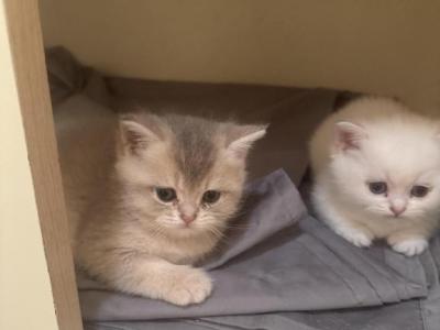 Kitten 23 - British Shorthair - Gallery Photo #1