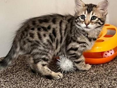 Tessa - Bengal - Gallery Photo #1