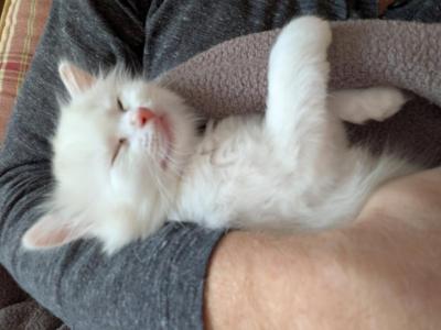 Ragdoll Kittens 8 Weeks Old - Ragdoll - Gallery Photo #1