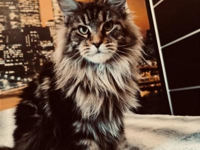 Grace - Maine Coon - Gallery Photo #1