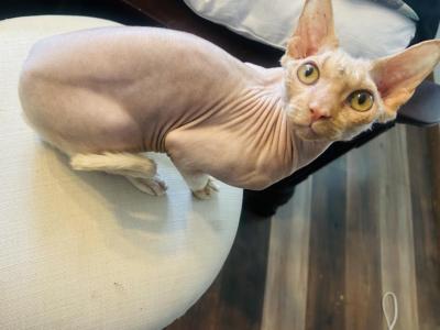 Zeno - Sphynx - Gallery Photo #1