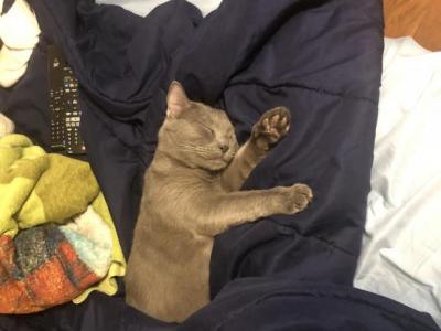 Pukini - Russian Blue - Gallery Photo #1