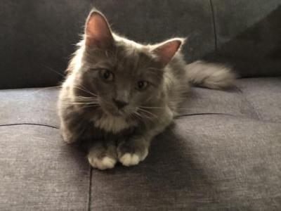 KiKo - Russian Blue - Gallery Photo #1