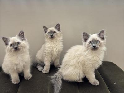 Ragdoll Litter - Ragdoll - Gallery Photo #1