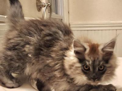 Zoro - Maine Coon - Gallery Photo #1