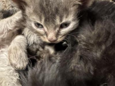 Princess1 - Maine Coon - Gallery Photo #1