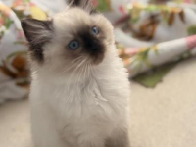 Mimi - Ragdoll - Gallery Photo #1