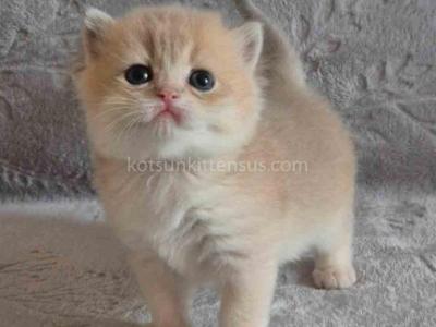 Jean Blue Golden Shell Ay 12 British Shorthair - British Shorthair - Gallery Photo #1