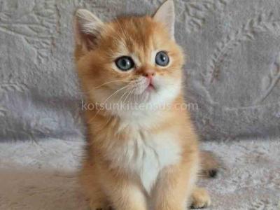 Iracly Ny 11 Boy Golden Shaded British Shorthair - British Shorthair - Gallery Photo #1
