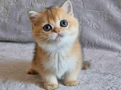 Indigo Golden Shaded Ny 11 Boy British Shorthair - British Shorthair - Gallery Photo #1