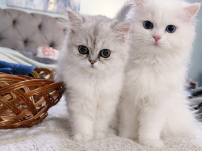 Purrpats - Persian - Gallery Photo #1