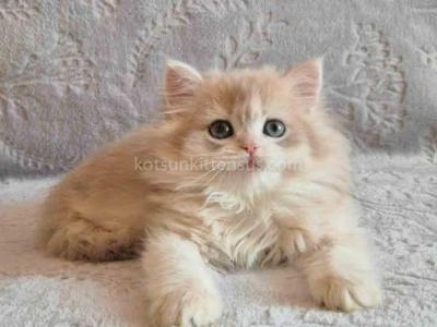 Harmony Blue Golden Shell Ay 12 British Longhair - Persian - Gallery Photo #1