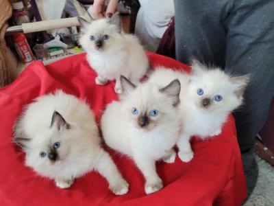 Fefa's December Litter - Ragdoll - Gallery Photo #1