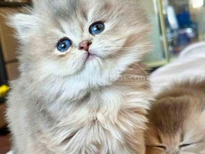 Kivi Blue Golden Chinchilla British Longhair Girl - Persian - Gallery Photo #1