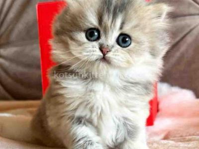 Kristy Blue Golden Chinchilla British Longhair - Persian - Gallery Photo #1