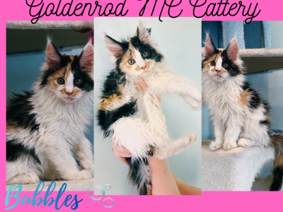 Bubbles - Maine Coon - Gallery Photo #1