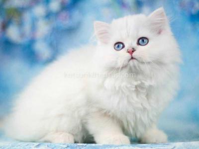 Teddy Silver Shaded Point Longhair British - Persian - Gallery Photo #1