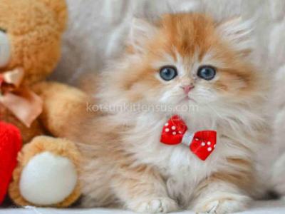 Sergi Golden Shaded Longhair British - Persian - Gallery Photo #1