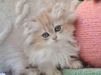 Steve Blue Golden Shaded Longhair British - Persian - Gallery Photo #1