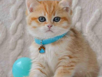 Robbie Golden Spotted Chinchilla Baby Boy - British Shorthair - Gallery Photo #1