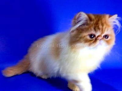 Dayana Red Bicolor Baby Girl Persian Exotic - Persian - Gallery Photo #1