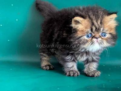 Clyde Persian Baby Boy Brown Classic Tabby - Persian - Gallery Photo #1