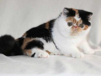 Tamiko Exotic Shorthair Tricolor Calico Girl - Exotic - Gallery Photo #1