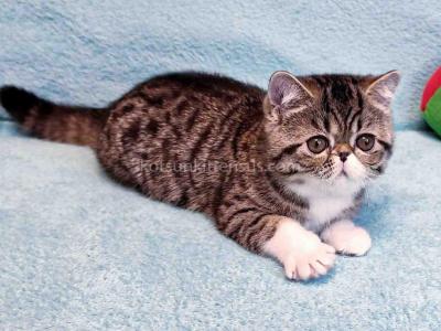 Anfisa Exotic Shorthair Brown Tabby Bicolor Girl - Exotic - Gallery Photo #1