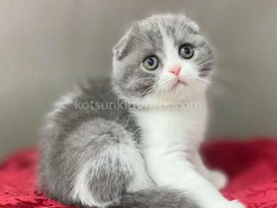 Bentley Blue Bicolor Scottish Fold Baby Boy - Scottish Fold - Gallery Photo #1