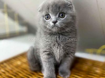 Bugatti Blue Solid Scottish Fold Baby Boy - Scottish Fold - Gallery Photo #1
